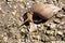 African giant snailÂ Achatina Achatina snail is an invasive species, Bali, Indonesia